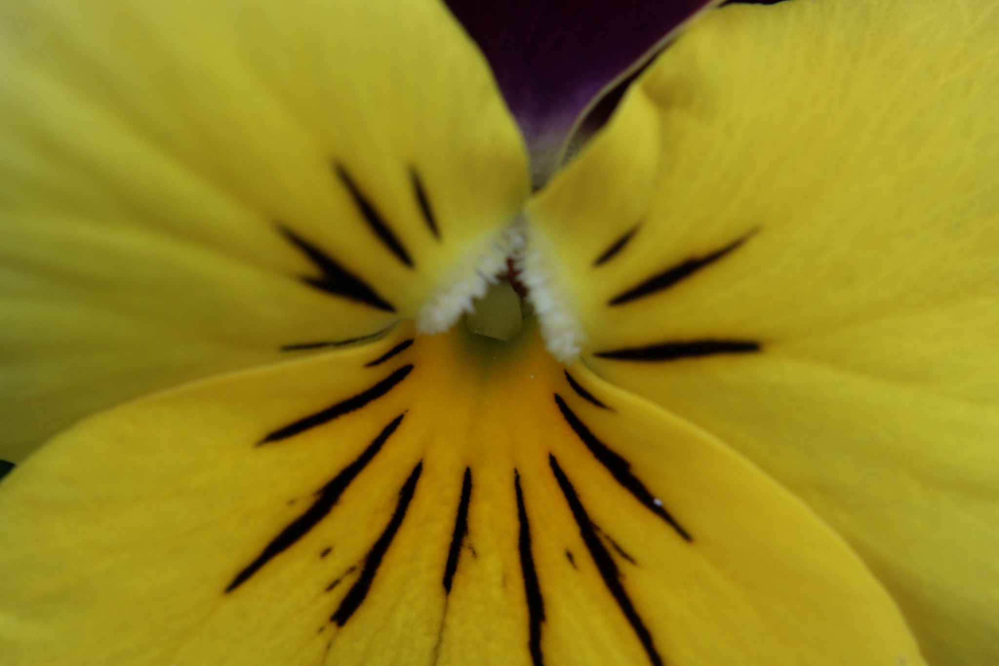 Canon EF-S 60mm F2.8 Macro USM sample photo. Img photography