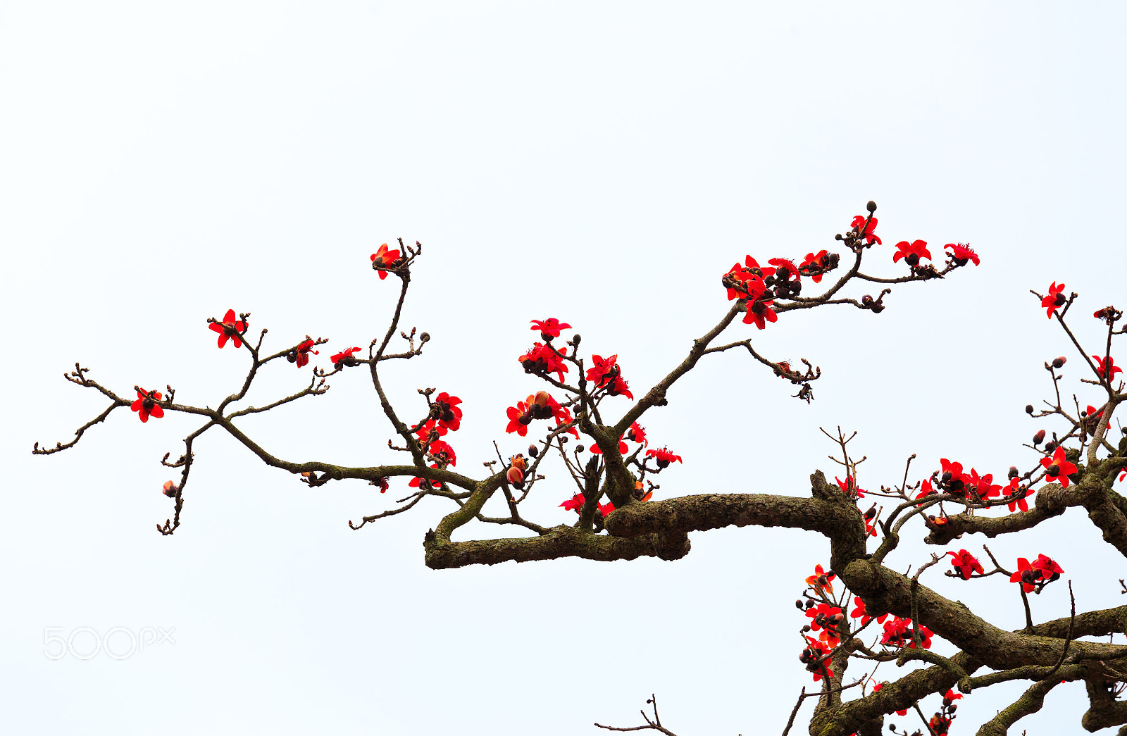 Canon EOS 6D + Canon EF 70-200mm F4L IS USM sample photo. Blossom of the red silk cotton tree photography