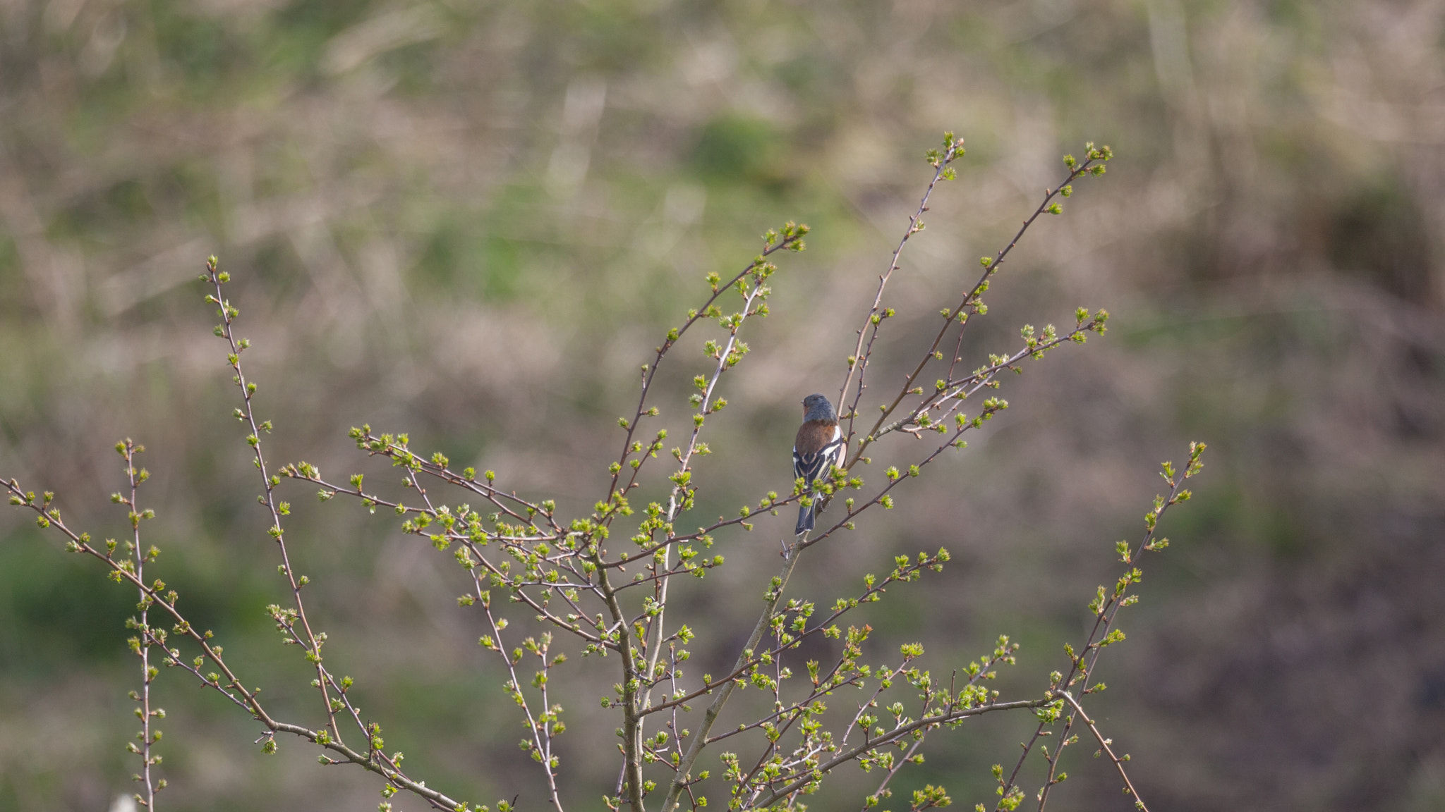 150-600mm F5-6.3 DG OS HSM | Sports 014 sample photo. Little bird photography