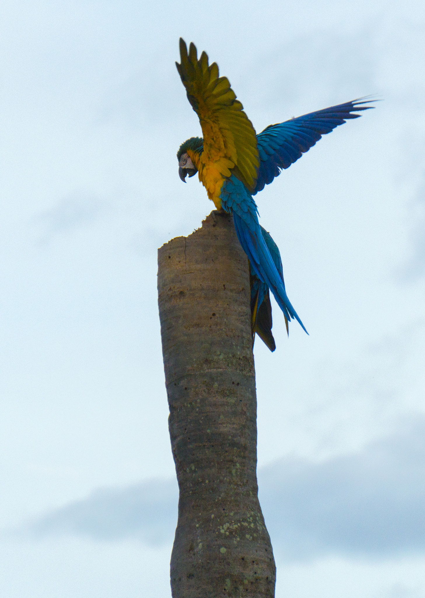 Sony E 55-210mm F4.5-6.3 OSS sample photo. Arara amarela (ara ararauna) photography