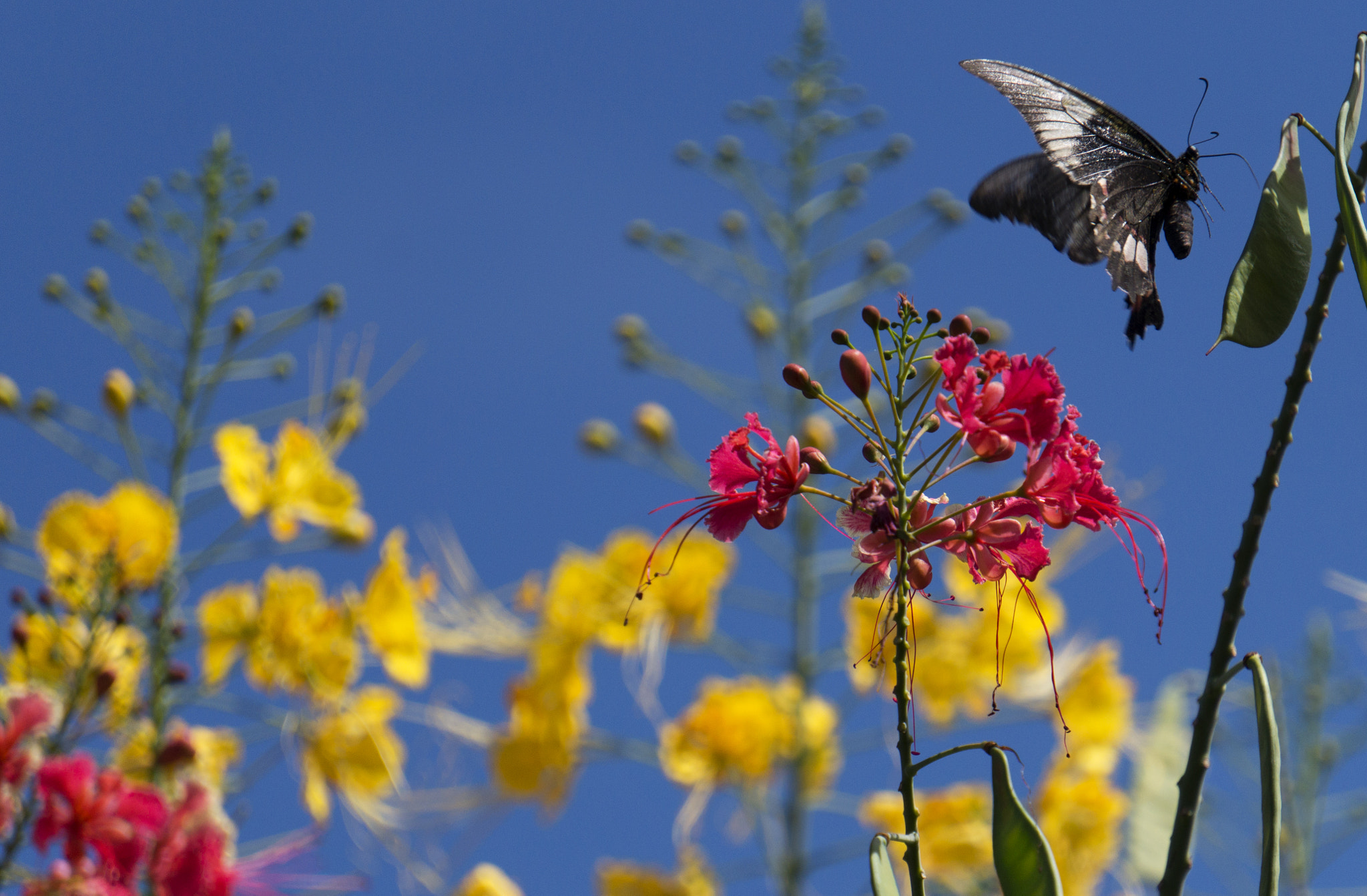 Sony E 55-210mm F4.5-6.3 OSS sample photo. Butterfly photography