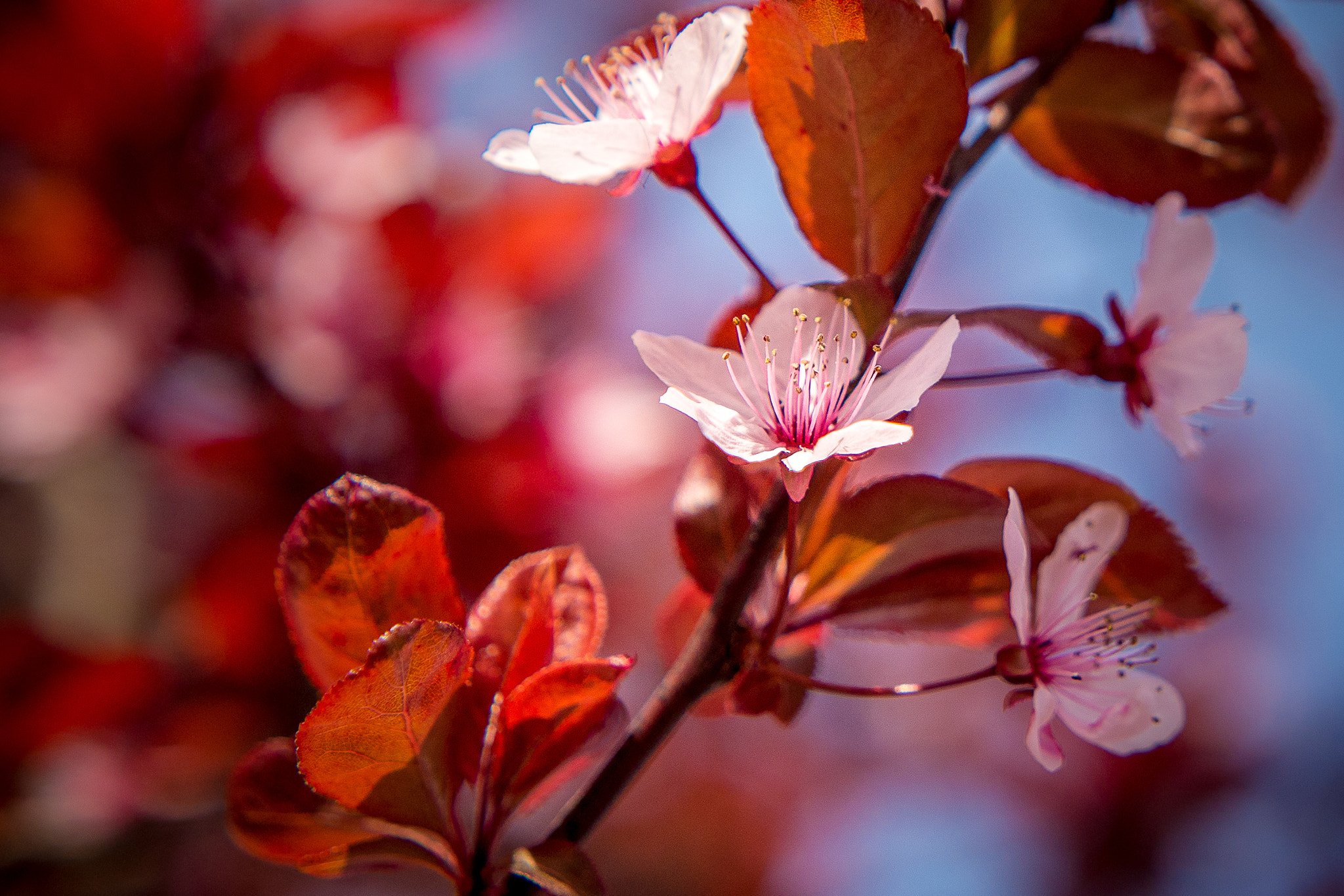 Panasonic Lumix DMC-G85 (Lumix DMC-G80) + Panasonic Lumix G X Vario 12-35mm F2.8 ASPH Power OIS sample photo. Cherry blossom photography