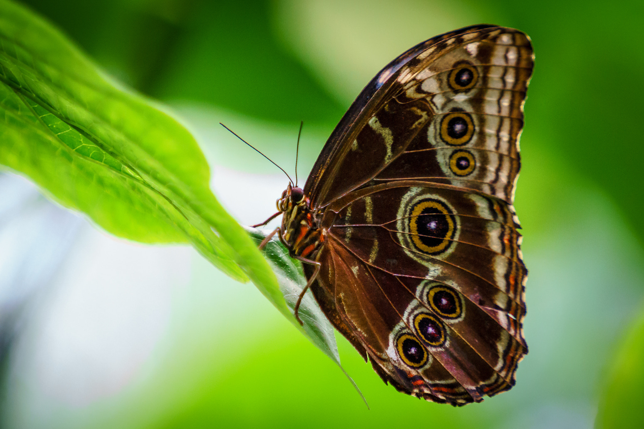 Sony a6000 + Sony FE 70-200mm F4 G OSS sample photo. Veragua rainforest, costa rica photography