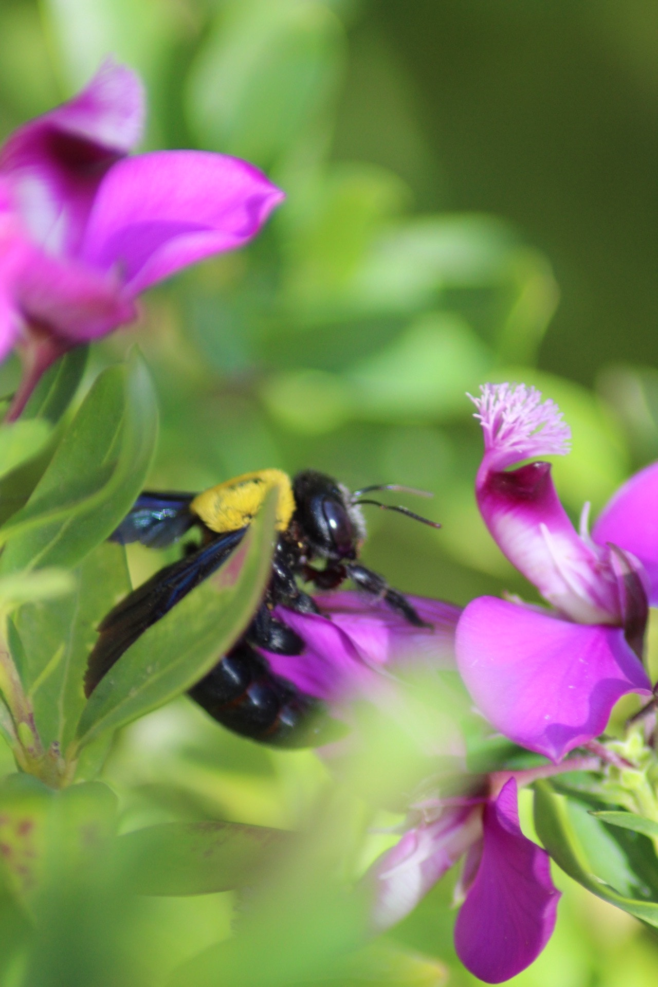 Canon EOS 1300D (EOS Rebel T6 / EOS Kiss X80) sample photo. Keeping the flowers photography