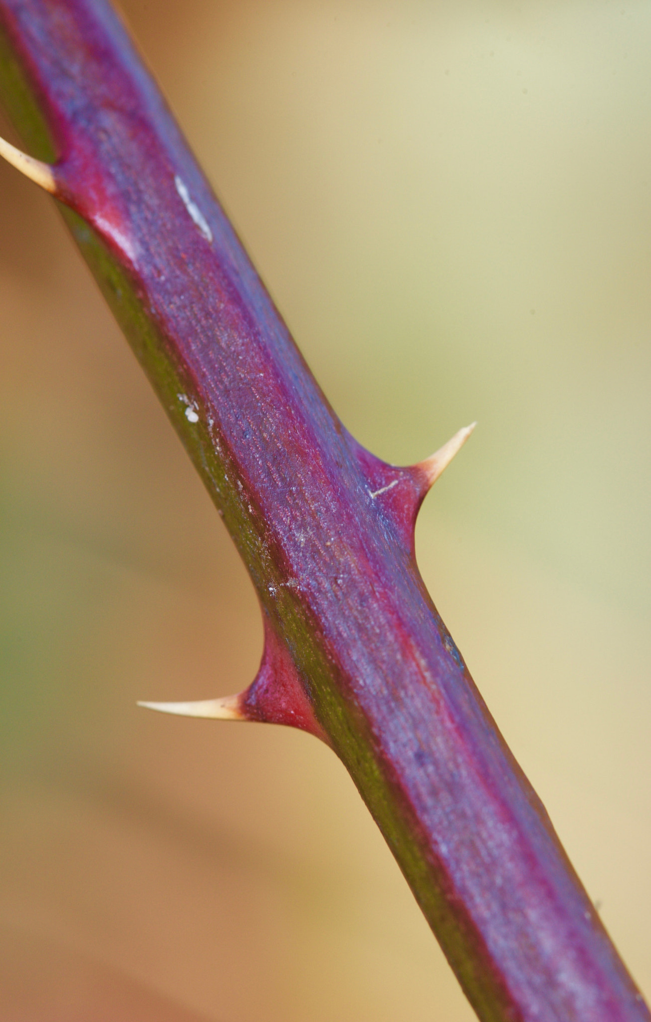 Canon EF 100mm F2.8 Macro USM sample photo. Zi photography