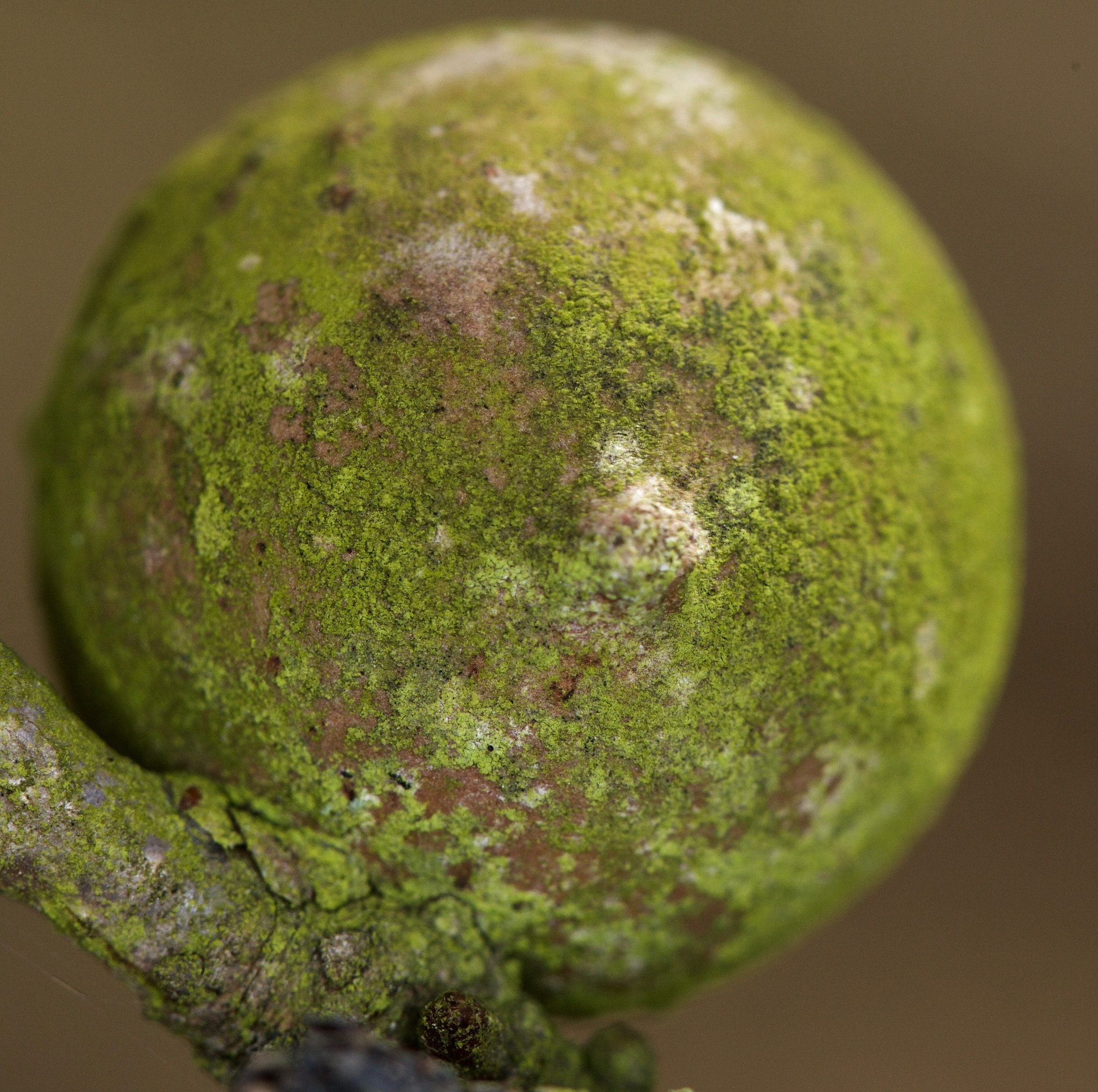 Canon EF 100mm F2.8 Macro USM sample photo. Zi photography