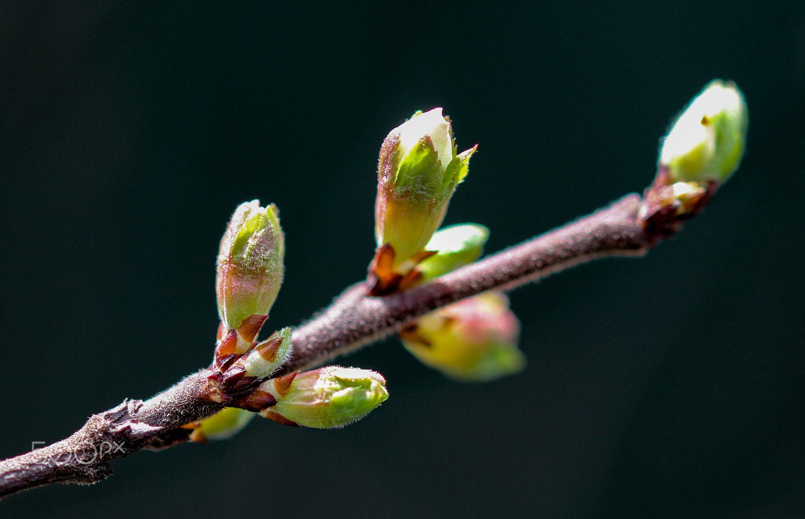 Canon EOS 600D (Rebel EOS T3i / EOS Kiss X5) + Sigma 105mm F2.8 EX DG OS HSM sample photo. Signs of spring photography