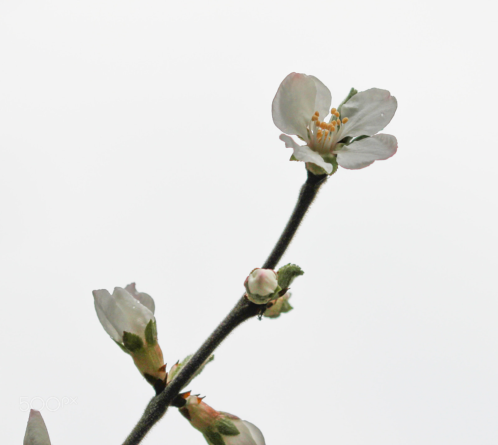 Sigma 105mm F2.8 EX DG OS HSM sample photo. First photography