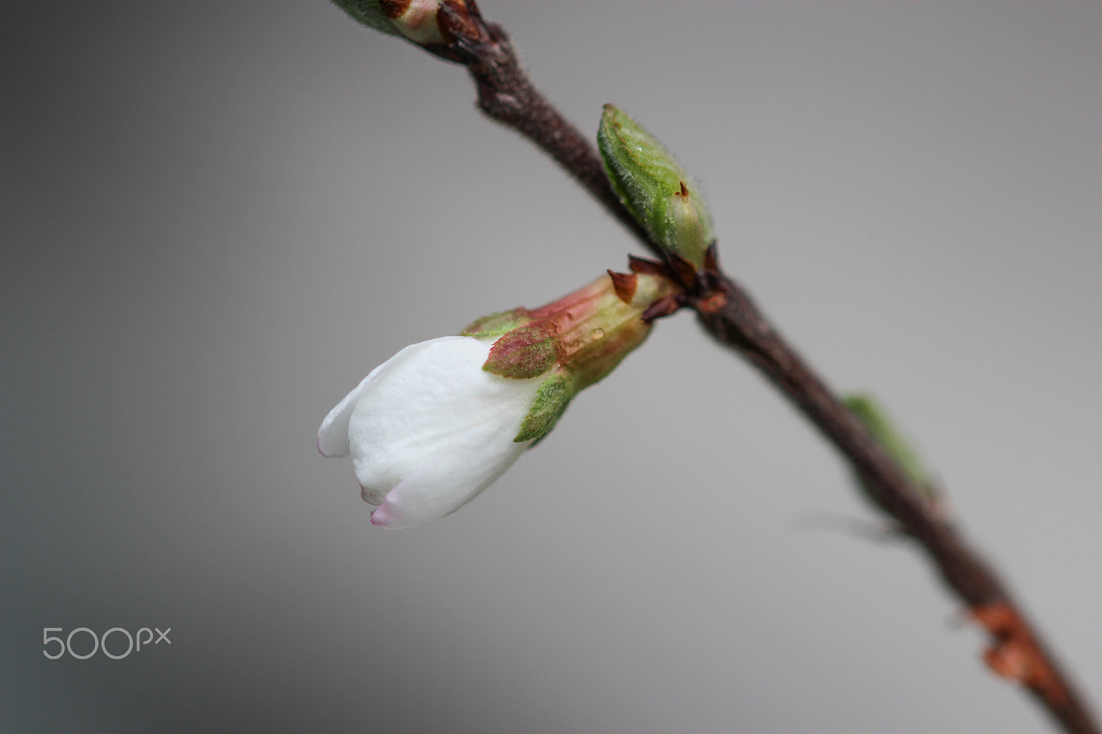 Sigma 105mm F2.8 EX DG OS HSM sample photo. Perhaps tomorrow photography