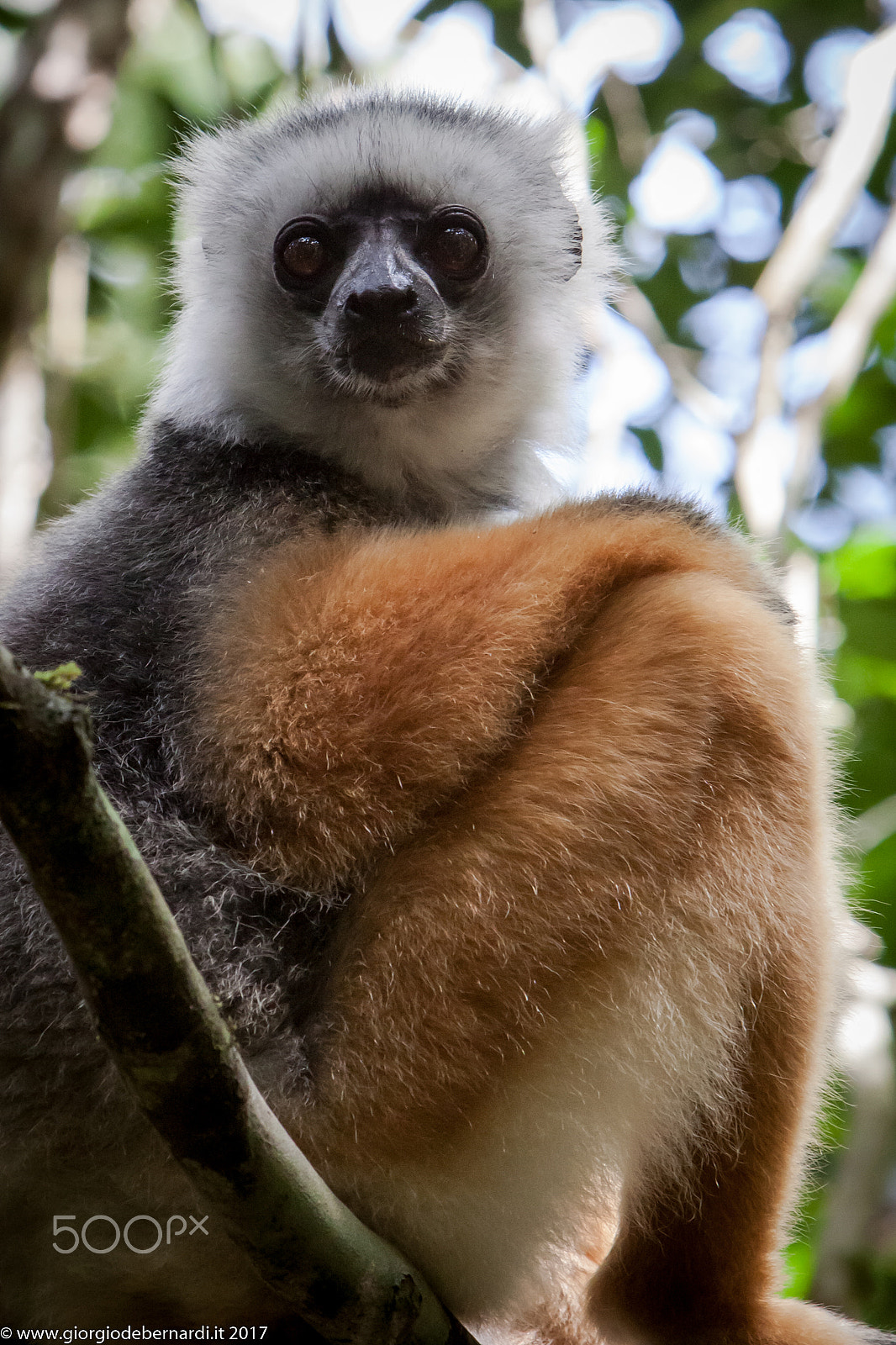 Canon EOS 50D + Canon EF 70-200mm F2.8L IS USM sample photo. Lemur photography