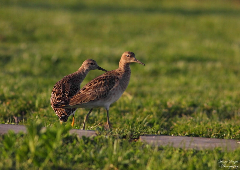 Canon EOS 50D sample photo. Couple photography