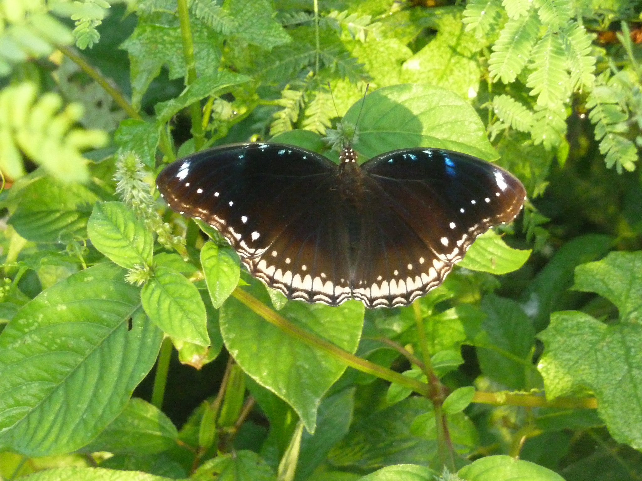 Panasonic Lumix DMC-ZS7 (Lumix DMC-TZ10) sample photo. Common mormon , butterfly photography