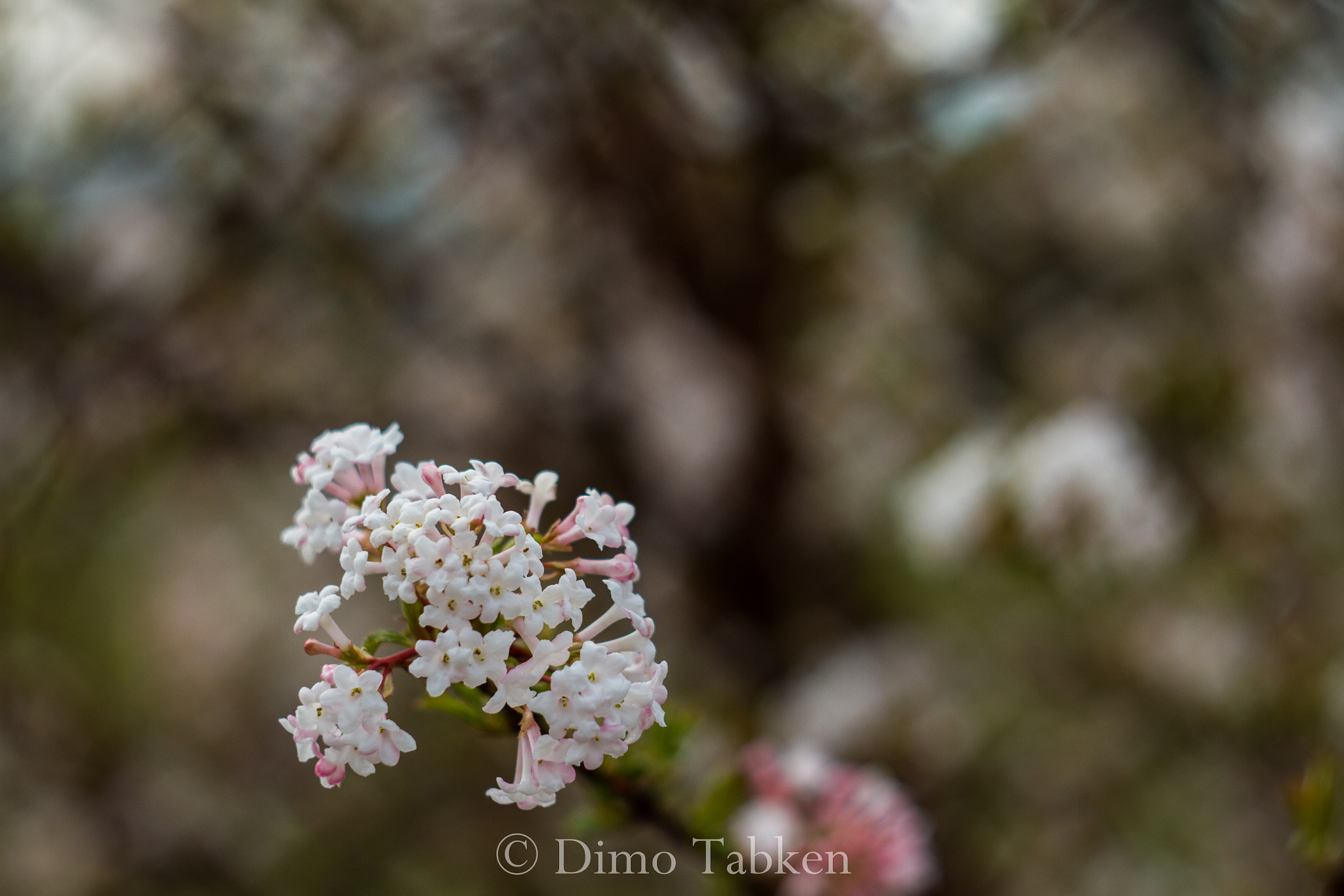 Canon EF 35-80mm f/4-5.6 sample photo. The magic of old lenses photography