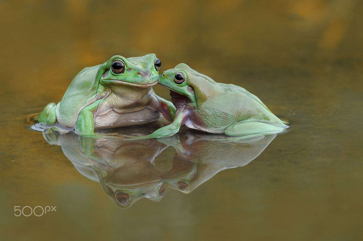 Nikon D90 sample photo. You and me, two frog, dumpy frog photography
