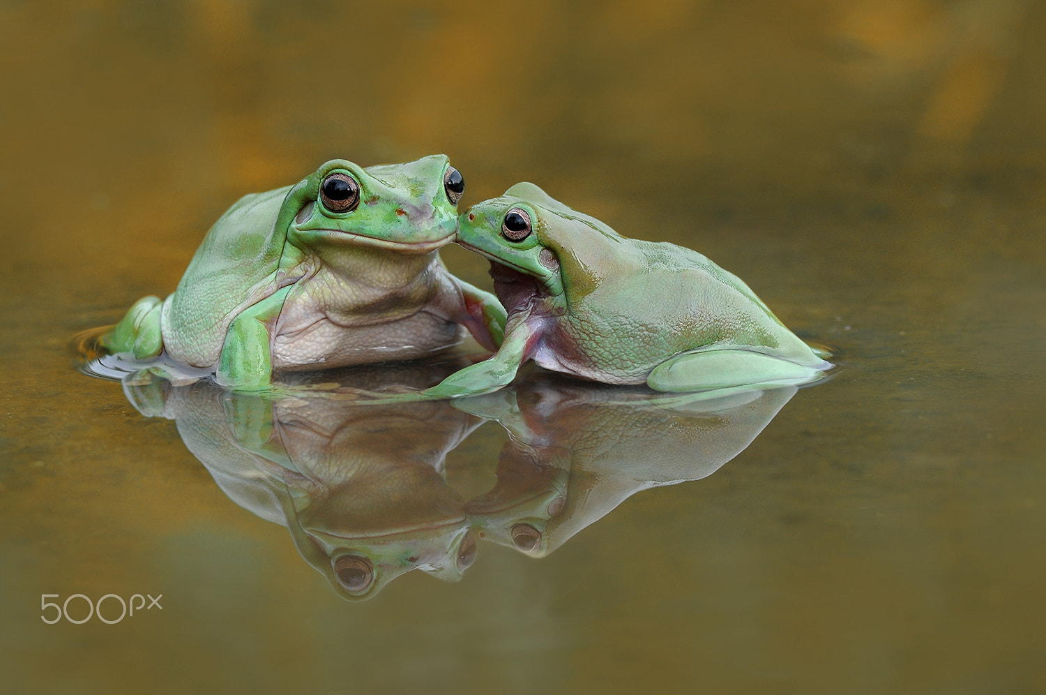 Nikon AF-S Micro-Nikkor 105mm F2.8G IF-ED VR sample photo. You and me, two frog, dumpy frog photography