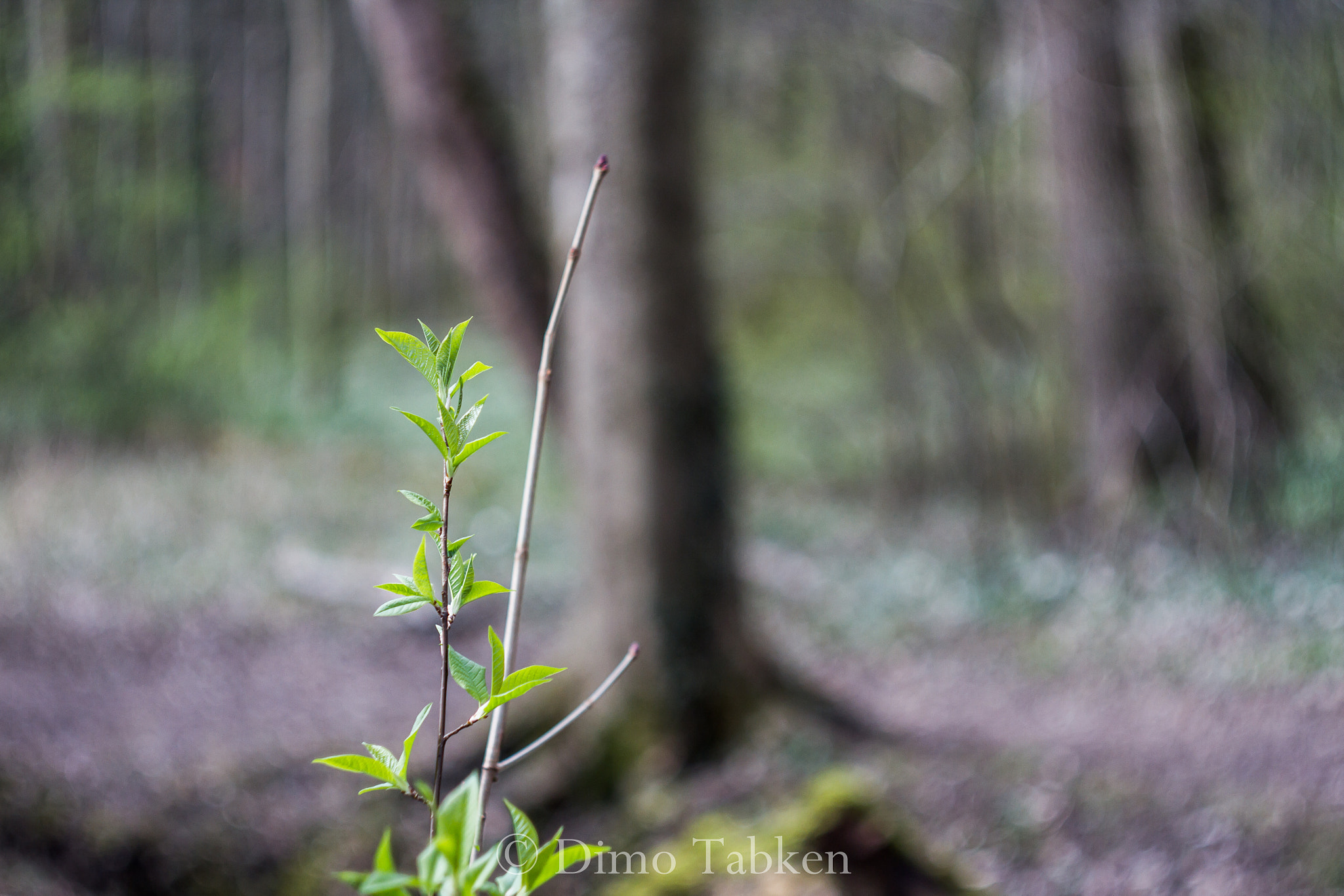 Canon EF 35-80mm f/4-5.6 sample photo. The magic of old lenses photography