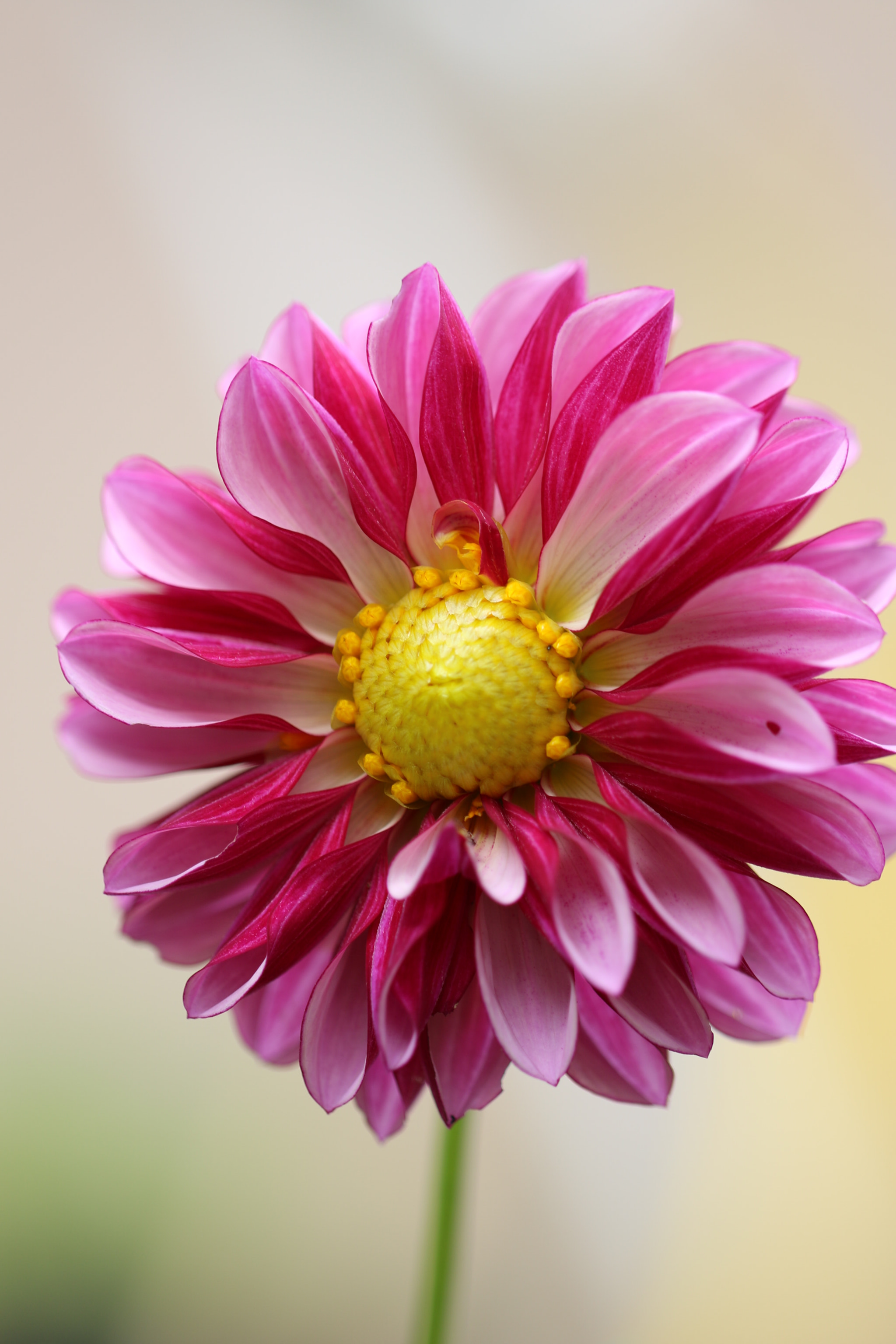Canon EF 100mm F2.8L Macro IS USM sample photo. Tbo za photography