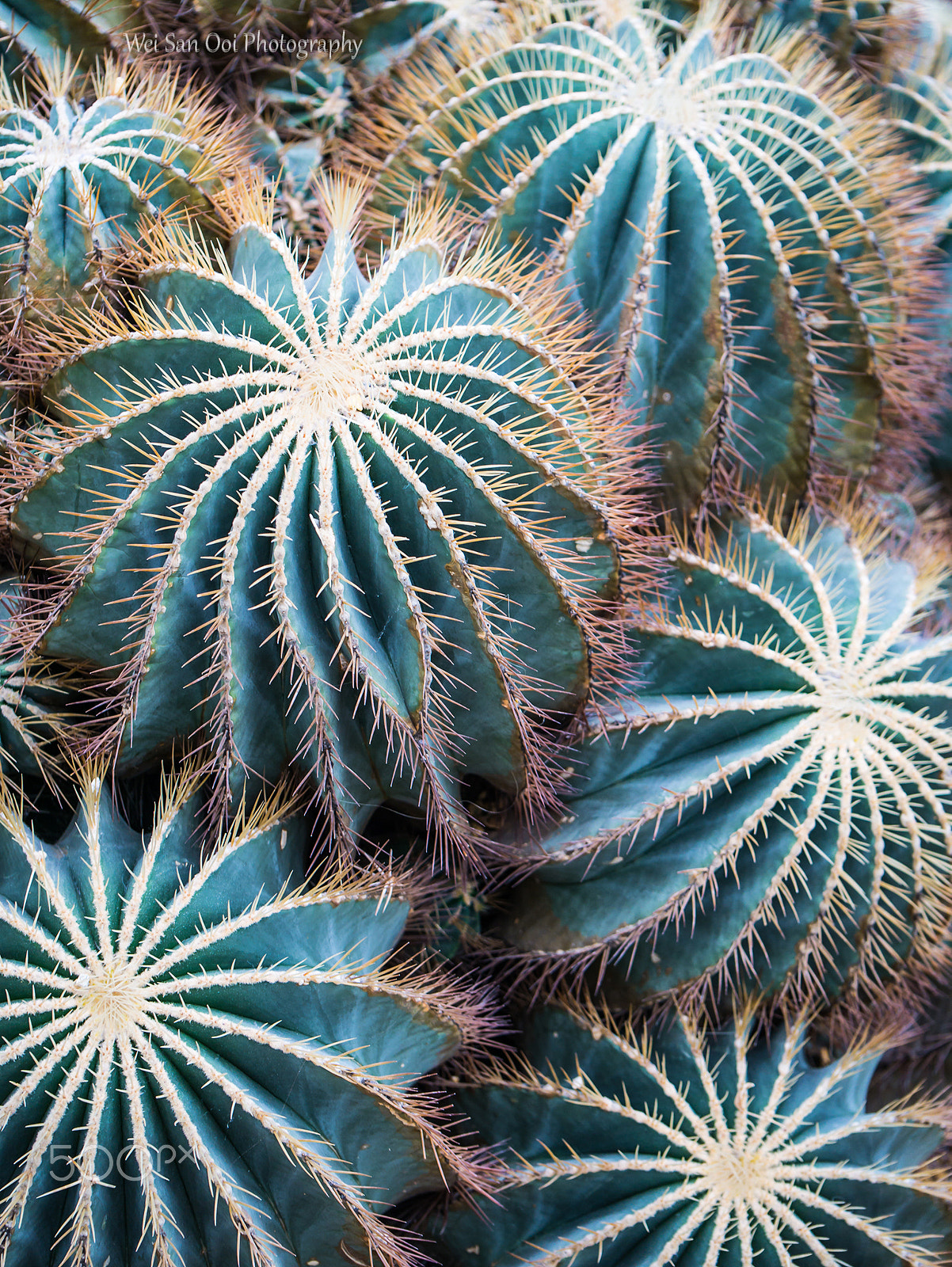 Panasonic Lumix DMC-GX7 sample photo. Cactus 02 photography