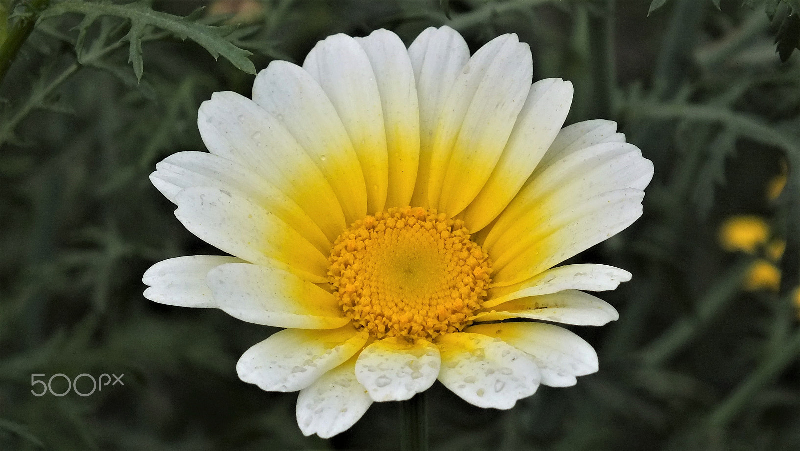 Fujifilm FinePix HS28EXR sample photo. Lovely daisy photography