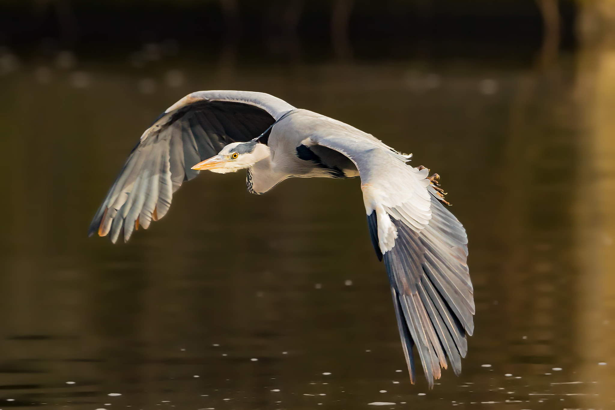 Canon EF 400mm F2.8L IS II USM sample photo. Grey heron..... photography