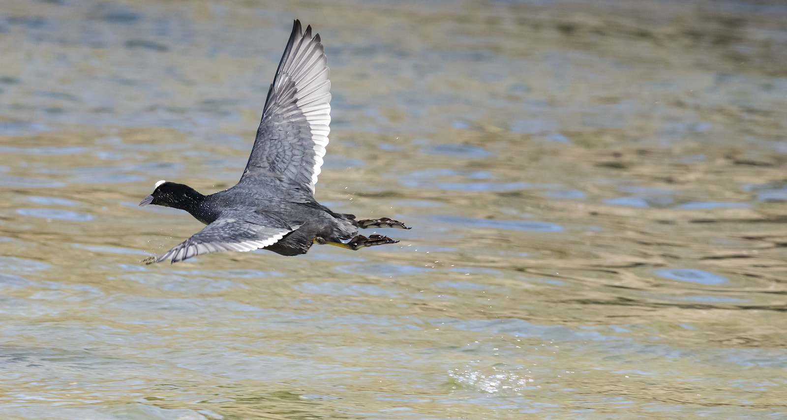 Canon EF 100-400mm F4.5-5.6L IS USM sample photo. Folaga in volo 2 photography