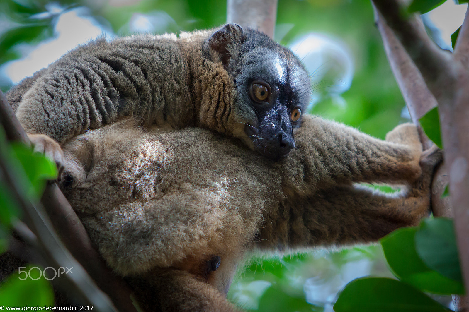 Canon EOS 50D + Canon EF 70-200mm F2.8L IS USM sample photo. Lemur photography