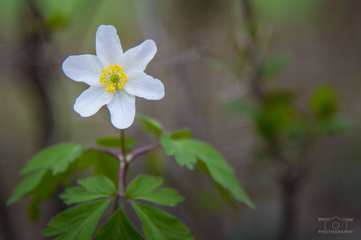 Nikon AF-S Nikkor 24-120mm F4G ED VR sample photo. Spring photography