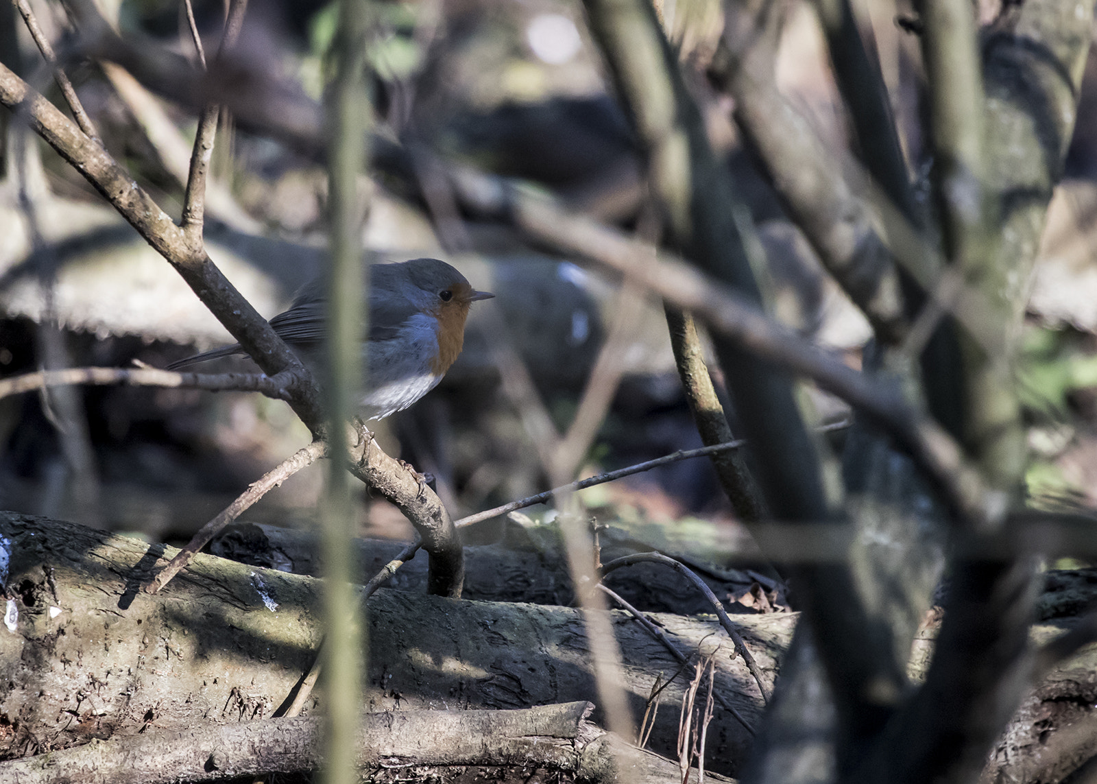 Canon EF 100-400mm F4.5-5.6L IS USM sample photo. Robin 2 photography