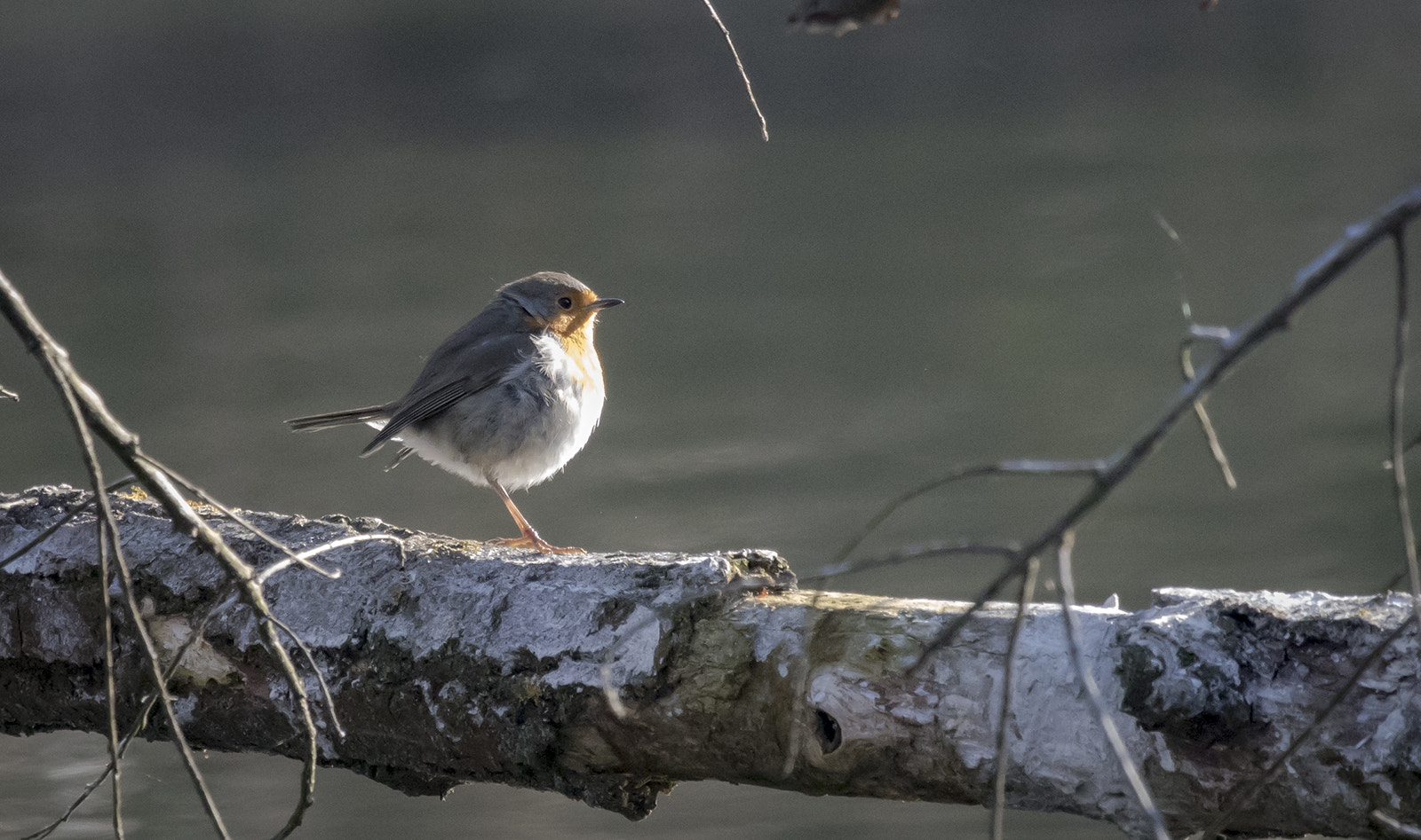 Canon EF 100-400mm F4.5-5.6L IS USM sample photo. Riscaldato dal sole photography