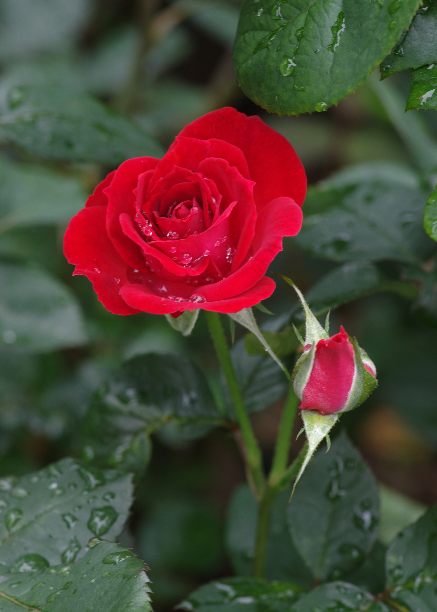 Pentax K-3 sample photo