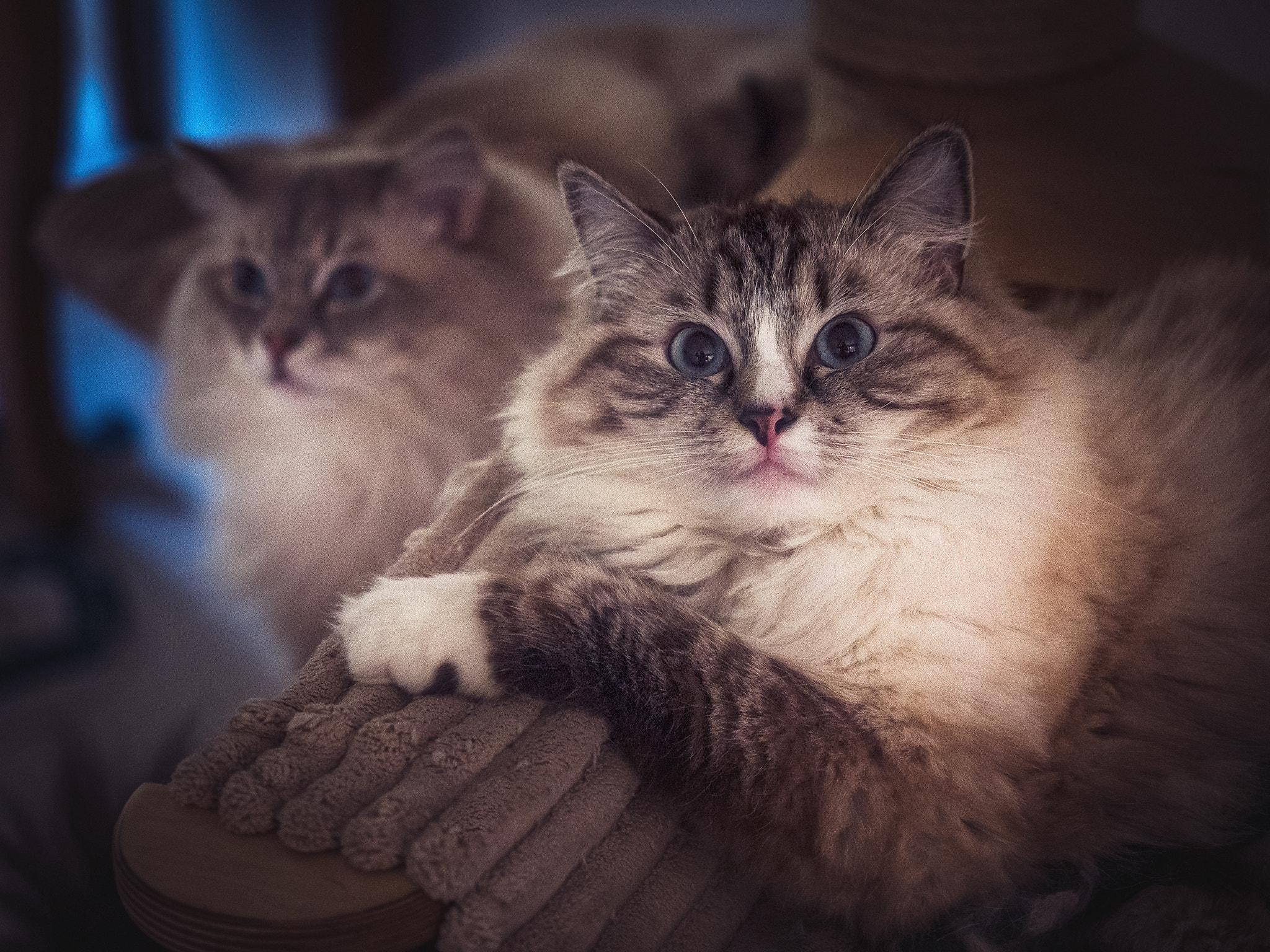Olympus OM-D E-M5 II + Olympus M.Zuiko Digital ED 12-40mm F2.8 Pro sample photo. Koty photography