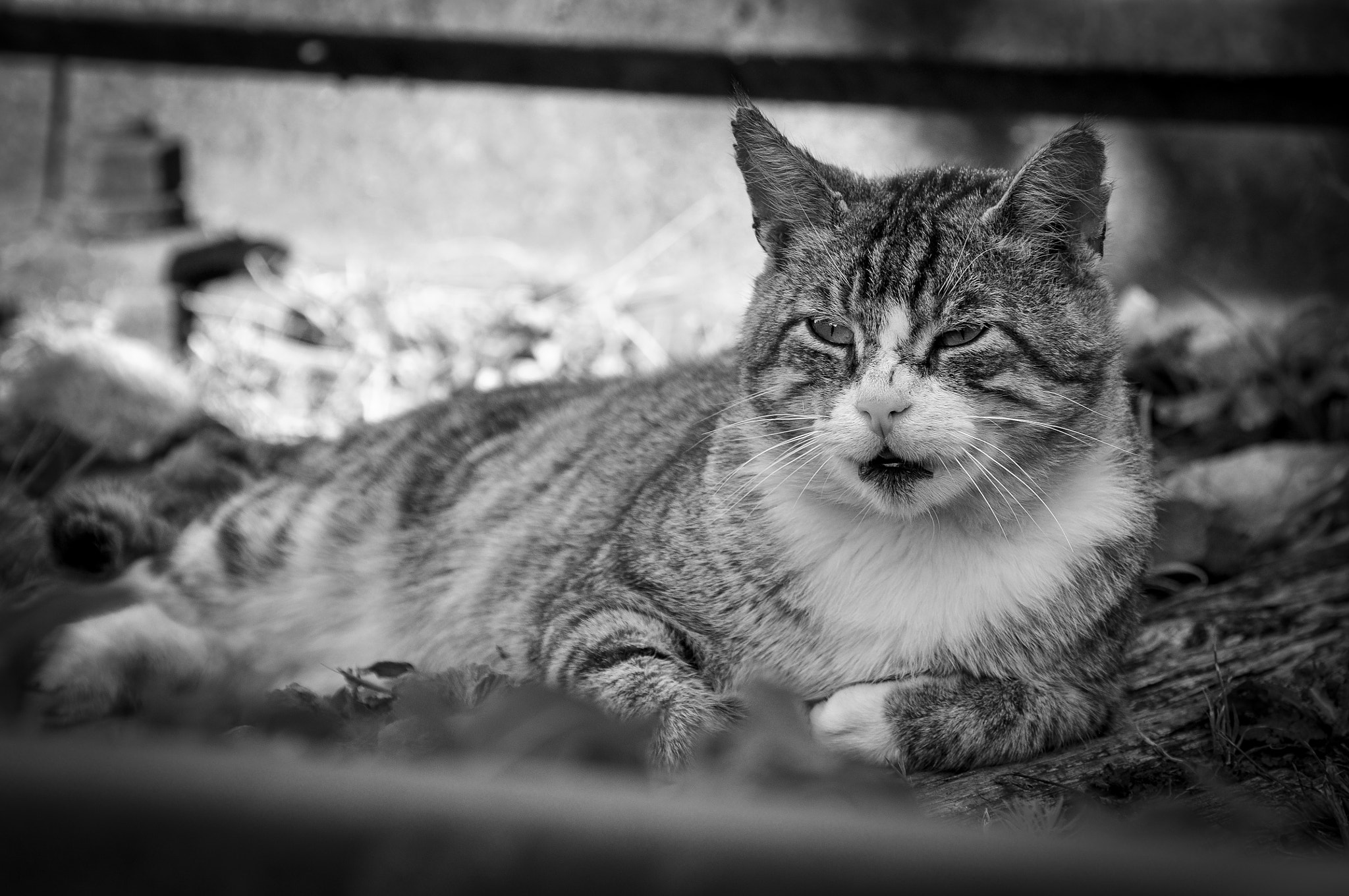 Nikon D90 sample photo. Lazy cat in a train track photography