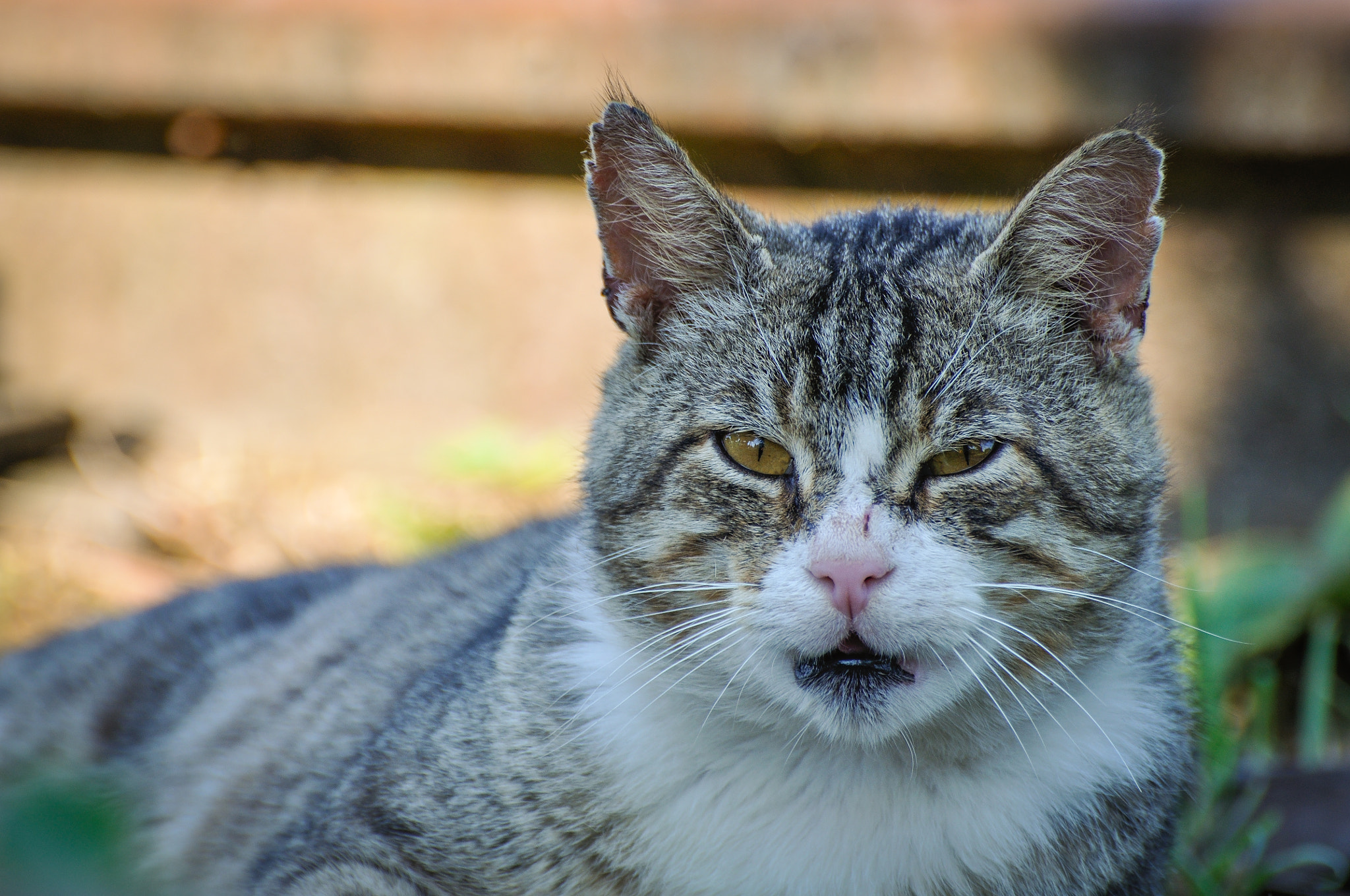 Nikon D90 sample photo. Lazy cat in a train track photography