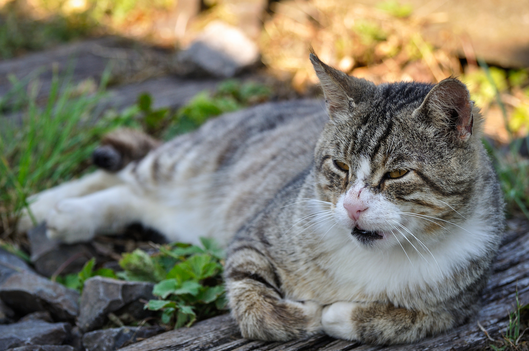 Nikon D90 sample photo. Lazy cat in a train track photography
