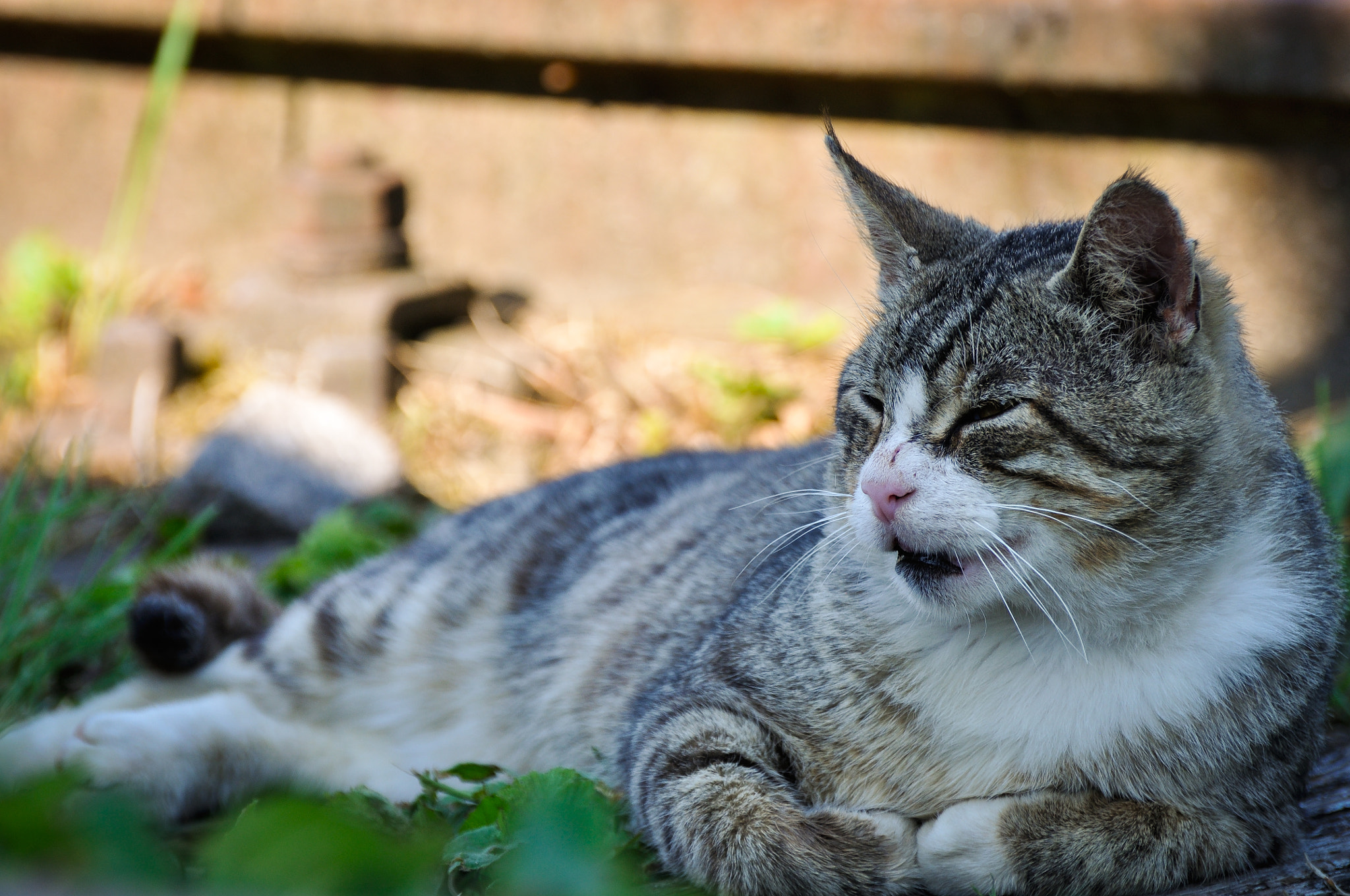 Nikon D90 sample photo. Lazy cat in a train track photography