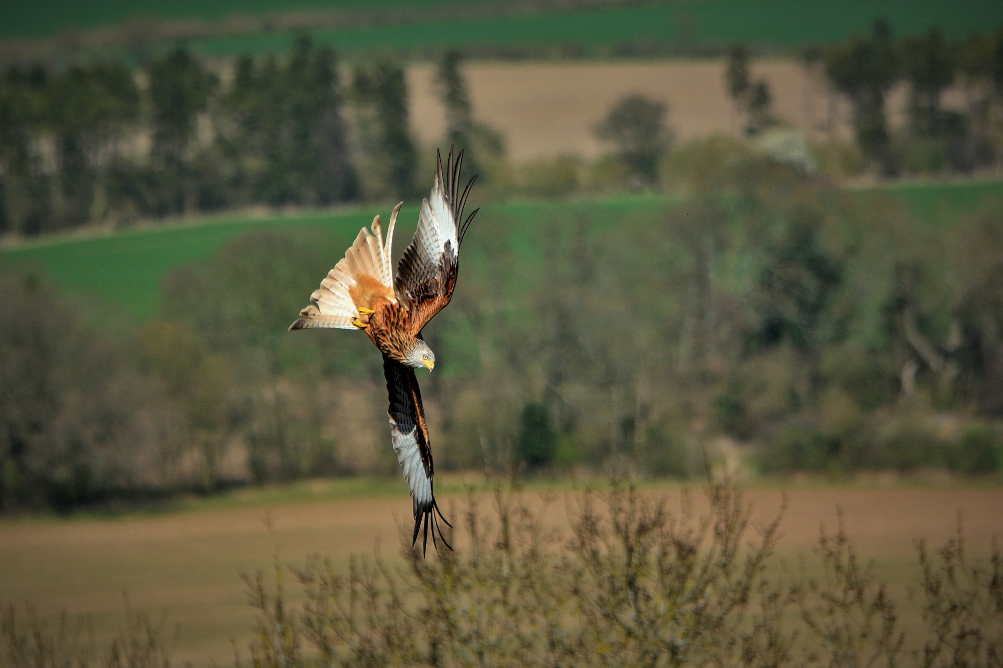 Sigma 120-400mm F4.5-5.6 DG OS HSM sample photo. Kite acrobatics photography