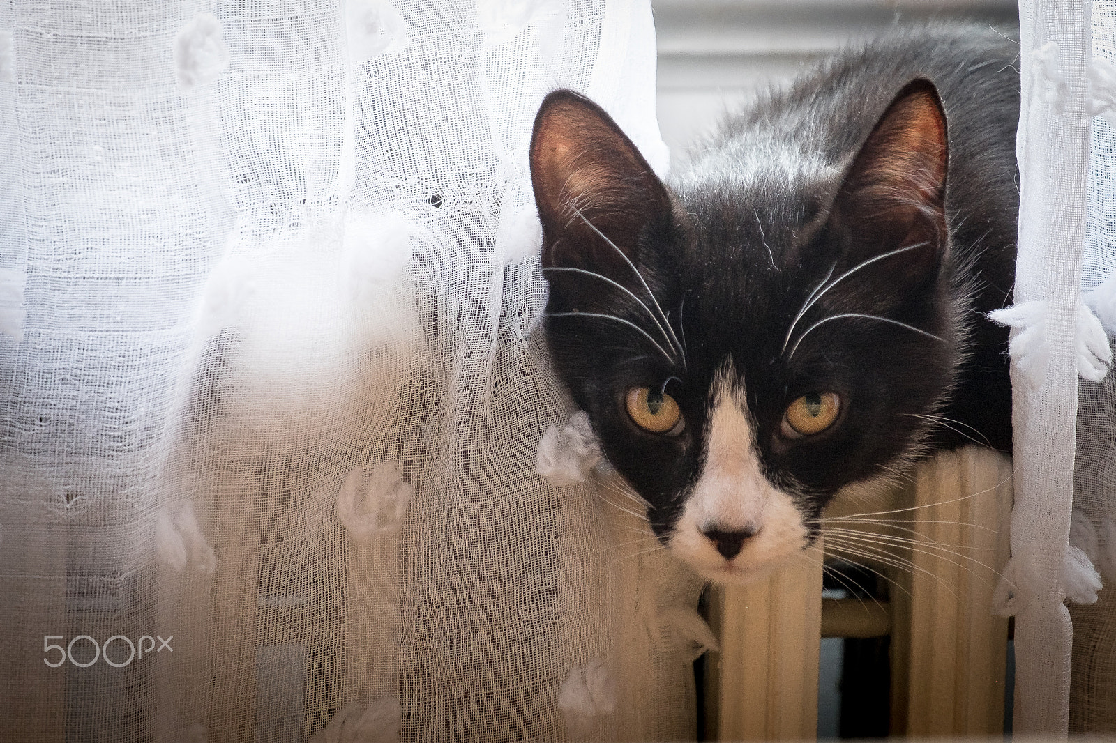 Fujifilm XF 55-200mm F3.5-4.8 R LM OIS sample photo. Leo photography