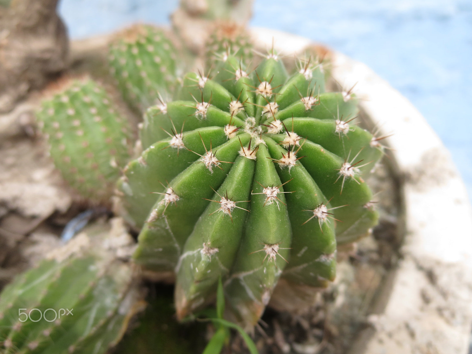 Canon PowerShot ELPH 330 HS (IXUS 255 HS / IXY 610F) sample photo. Cute cactus photography