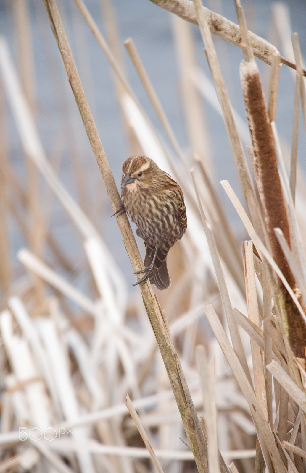 Nikon D750 + Sigma 150-600mm F5-6.3 DG OS HSM | C sample photo. Little bird photography