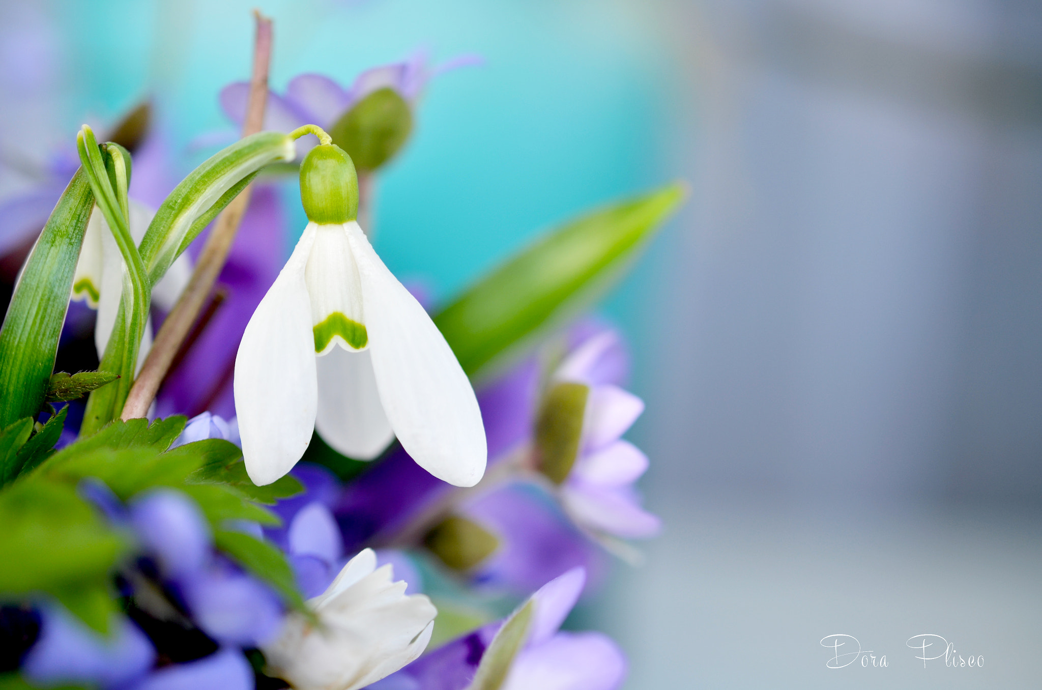 Nikon AF-S DX Micro Nikkor 40mm F2.8 sample photo. Snowdrops photography