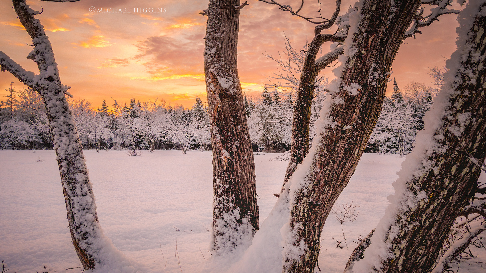 Nikon D90 sample photo. Cedars in the meadow photography
