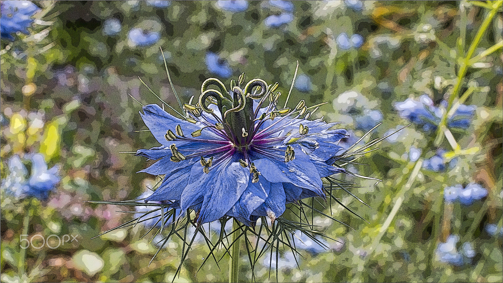 Canon EF 35mm F2 IS USM sample photo. Corn flower bloom photography
