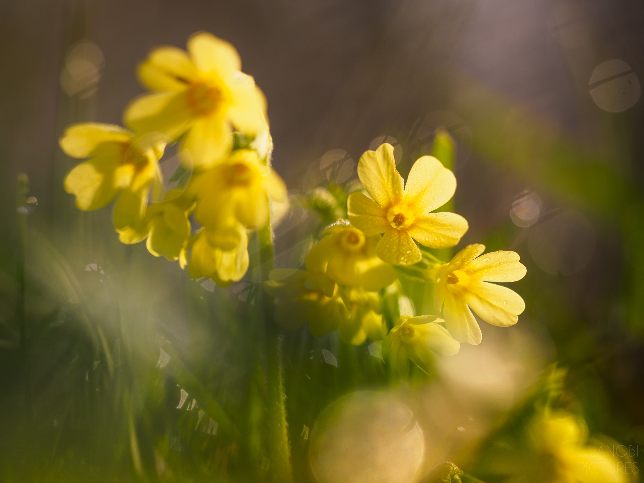 Olympus M.Zuiko Digital ED 60mm F2.8 Macro sample photo. ~ cowslip ~ photography