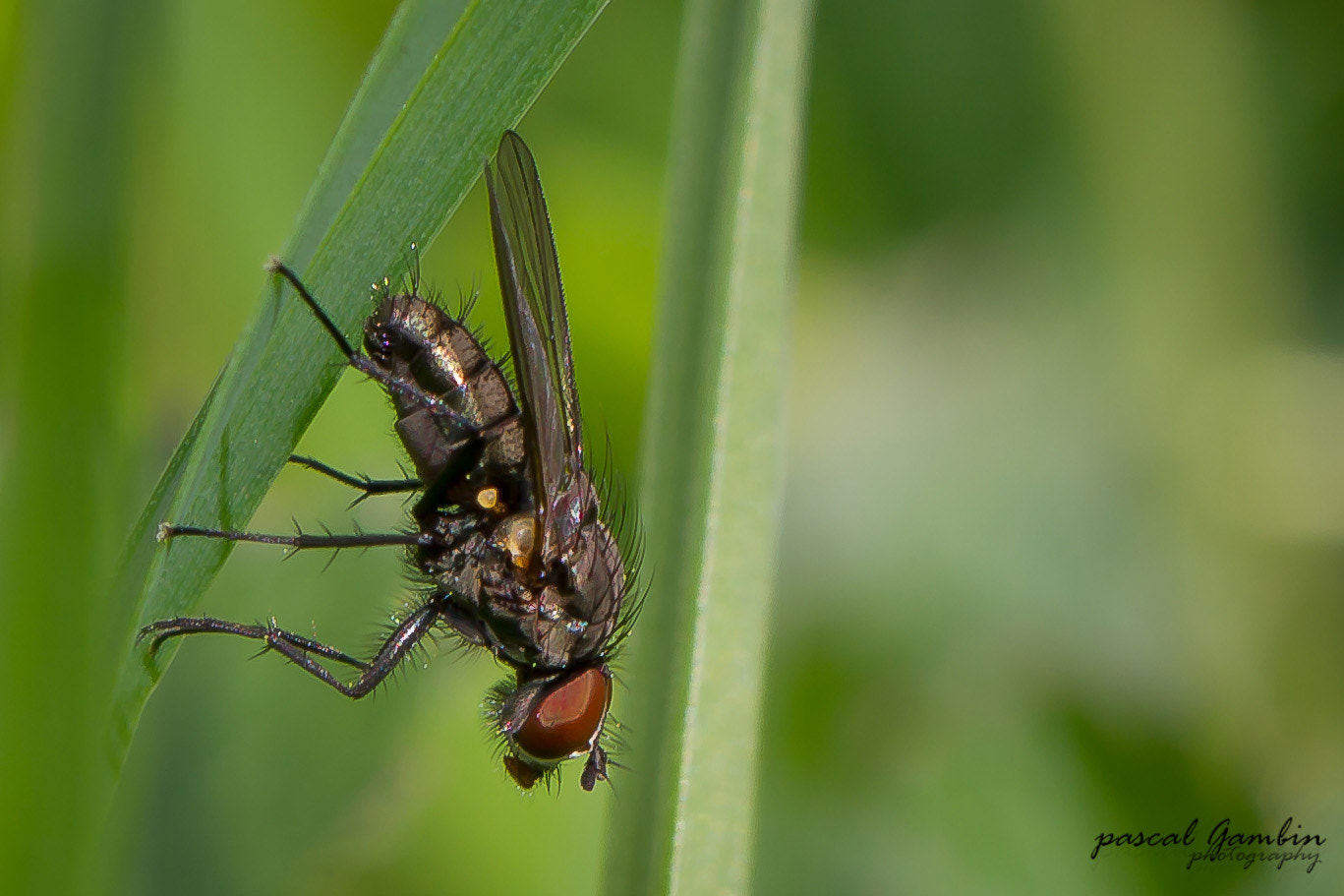 Canon EF 100mm F2.8L Macro IS USM sample photo. Mouche commune photography