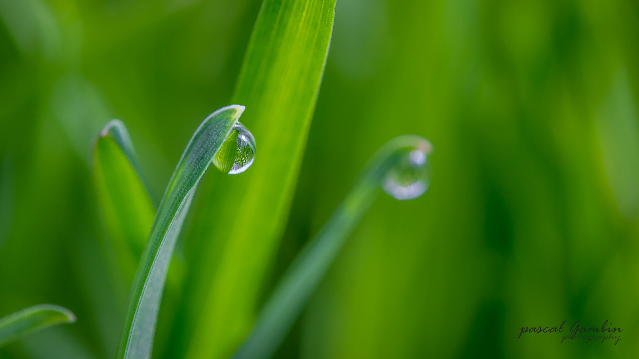 Canon EF 100mm F2.8L Macro IS USM sample photo. Rosée du matin photography