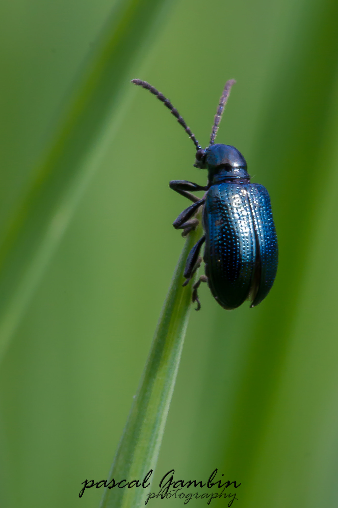 Canon EF 100mm F2.8L Macro IS USM sample photo. Scarabée du jardin photography