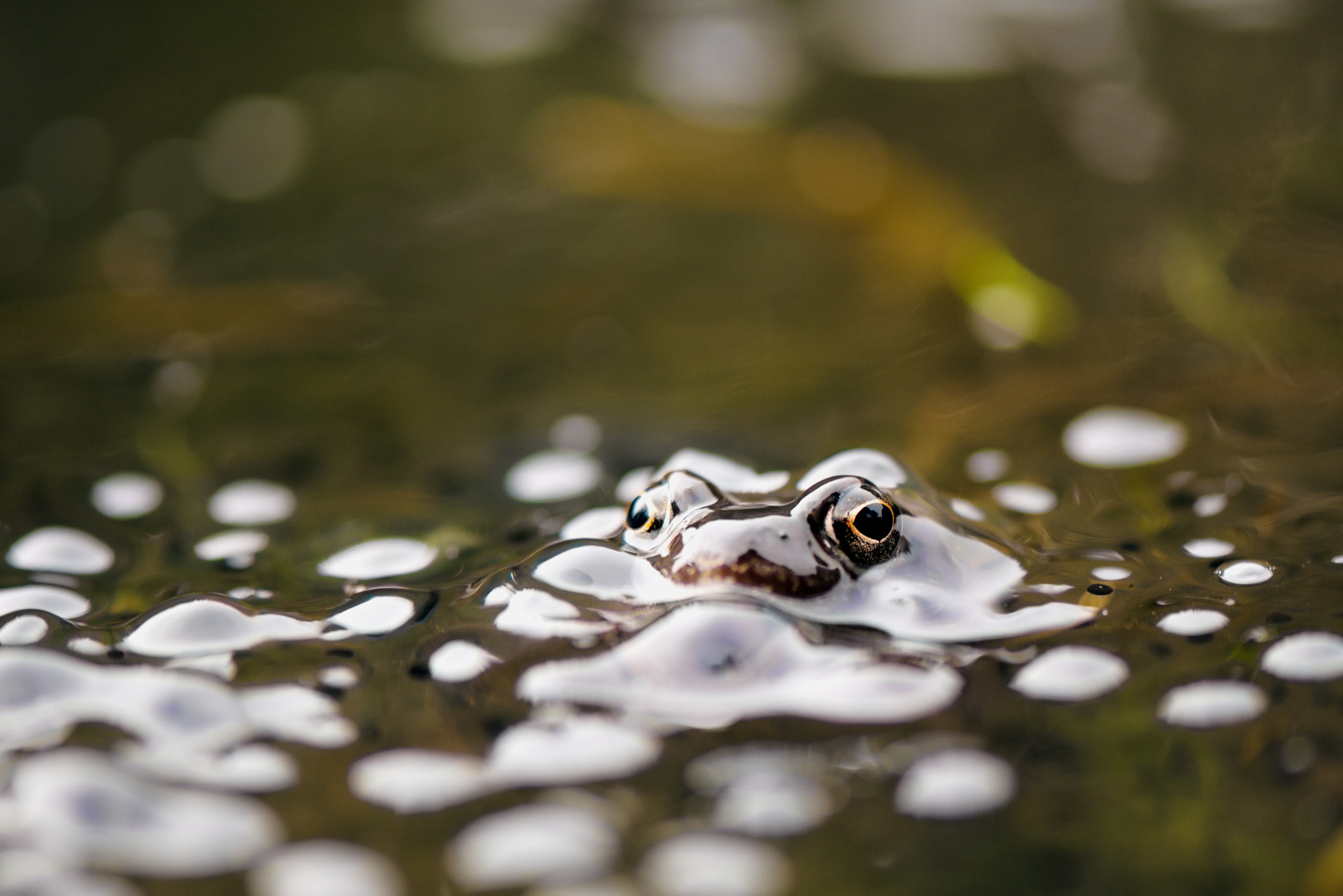 Nikon AF-S Micro-Nikkor 105mm F2.8G IF-ED VR sample photo. Yeux au milieu des oeufs photography