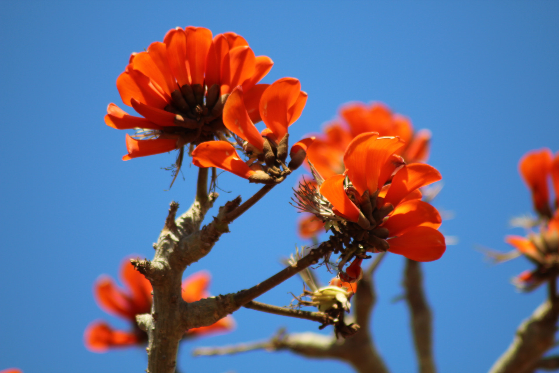 Canon EOS 1300D (EOS Rebel T6 / EOS Kiss X80) sample photo. The first day of summer :) photography