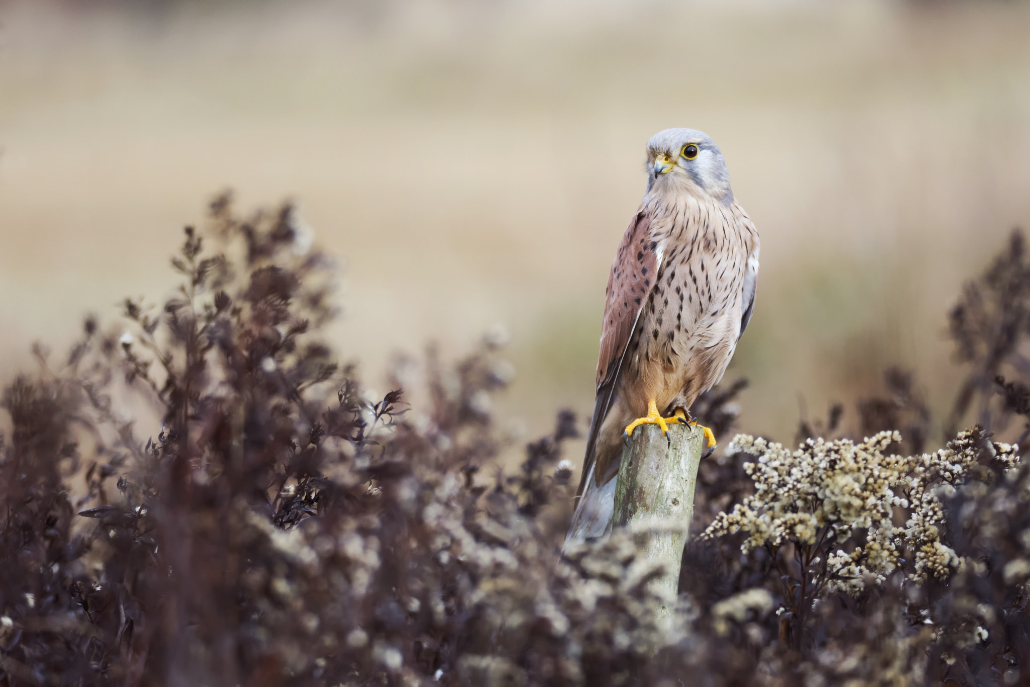 Sigma 150-600mm F5-6.3 DG OS HSM | S sample photo. Kestrel (falco tinnunculus) photography