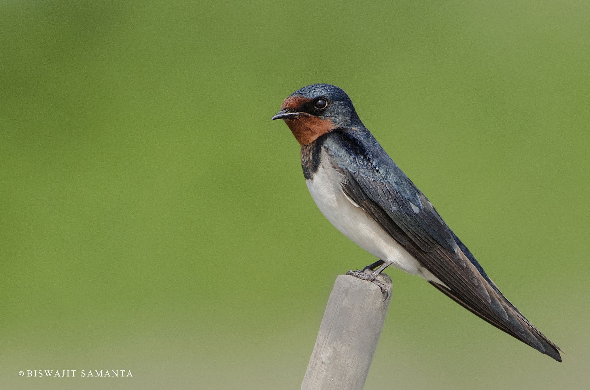 Nikon AF-S Nikkor 200-500mm F5.6E ED VR sample photo. Quiet photography